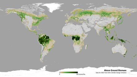 Above-ground biomass 2022